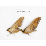 Sphingidae sp. China, Guizhou, Tongren, Mt.Fanjingshan. 2Pcs. Moth-Sphi-212585.