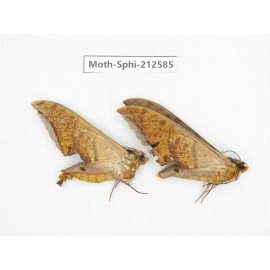 Sphingidae sp. China, Guizhou, Tongren, Mt.Fanjingshan. 2Pcs. Moth-Sphi-212585.