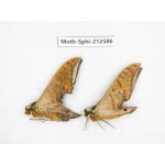 Sphingidae sp. China, Guizhou, Tongren, Mt.Fanjingshan. 2Pcs. Moth-Sphi-212586.