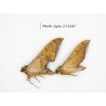 Sphingidae sp. China, Guizhou, Tongren, Mt.Fanjingshan. 2Pcs. Moth-Sphi-212587.