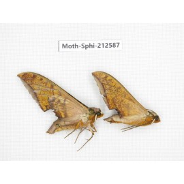 Sphingidae sp. China, Guizhou, Tongren, Mt.Fanjingshan. 2Pcs. Moth-Sphi-212587.