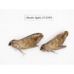 Sphingidae sp. China, Guizhou, Tongren, Mt.Fanjingshan. 2Pcs. Moth-Sphi-212593.
