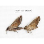 Sphingidae sp. China, Guizhou, Tongren, Mt.Fanjingshan. 2Pcs. Moth-Sphi-212594.