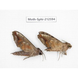 Sphingidae sp. China, Guizhou, Tongren, Mt.Fanjingshan. 2Pcs. Moth-Sphi-212594.