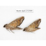 Sphingidae sp. China, Guizhou, Tongren, Mt.Fanjingshan. 2Pcs. Moth-Sphi-212595.