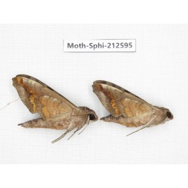 Sphingidae sp. China, Guizhou, Tongren, Mt.Fanjingshan. 2Pcs. Moth-Sphi-212595.