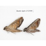 Sphingidae sp. China, Guizhou, Tongren, Mt.Fanjingshan. 2Pcs. Moth-Sphi-212596.
