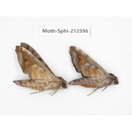 Sphingidae sp. China, Guizhou, Tongren, Mt.Fanjingshan. 2Pcs. Moth-Sphi-212596.
