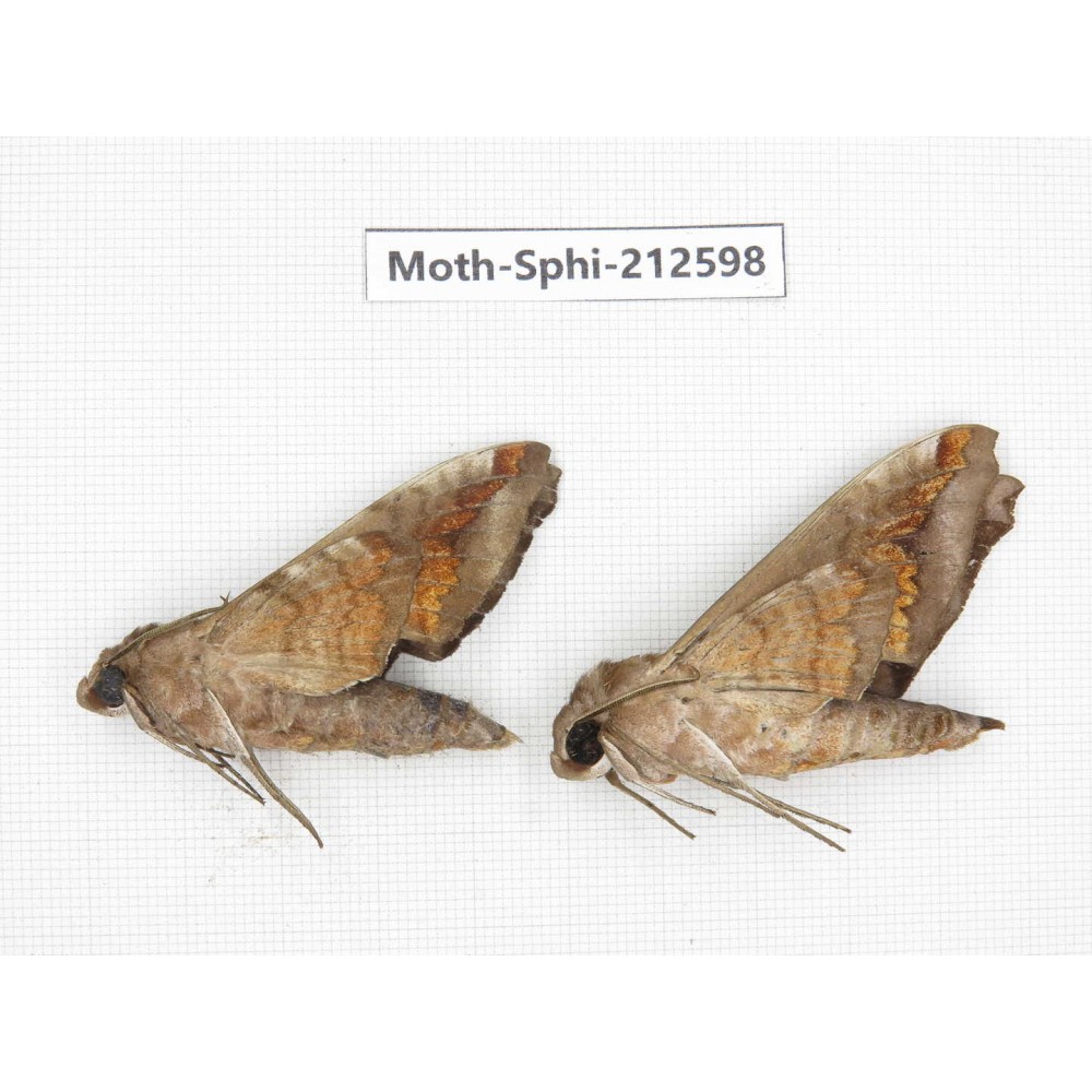 Sphingidae sp. China, Guizhou, Tongren, Mt.Fanjingshan. 2Pcs. Moth-Sphi-212598.