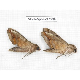 Sphingidae sp. China, Guizhou, Tongren, Mt.Fanjingshan. 2Pcs. Moth-Sphi-212598.