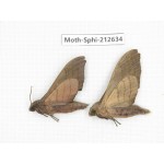 Sphingidae sp. China, Guizhou, Tongren, Mt.Fanjingshan. 2Pcs. Moth-Sphi-212634.