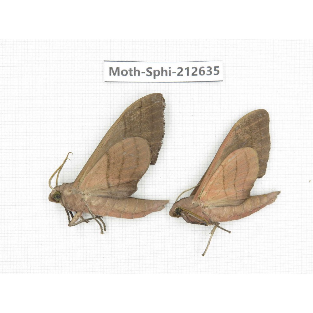 Sphingidae sp. China, Guizhou, Tongren, Mt.Fanjingshan. 2Pcs. Moth-Sphi-212635.