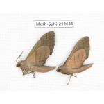 Sphingidae sp. China, Guizhou, Tongren, Mt.Fanjingshan. 2Pcs. Moth-Sphi-212635.