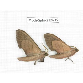 Sphingidae sp. China, Guizhou, Tongren, Mt.Fanjingshan. 2Pcs. Moth-Sphi-212635.