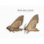Sphingidae sp. China, Guizhou, Tongren, Mt.Fanjingshan. 2Pcs. Moth-Sphi-212636.