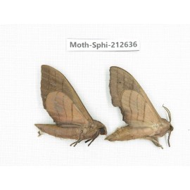 Sphingidae sp. China, Guizhou, Tongren, Mt.Fanjingshan. 2Pcs. Moth-Sphi-212636.