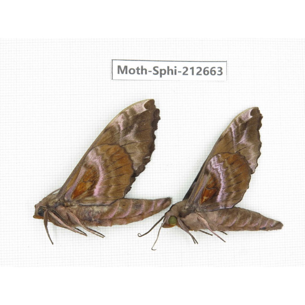 Sphingidae sp. China, Guizhou, Tongren, Mt.Fanjingshan. 2Pcs. Moth-Sphi-212663.