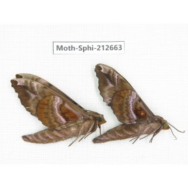 Sphingidae sp. China, Guizhou, Tongren, Mt.Fanjingshan. 2Pcs. Moth-Sphi-212663.
