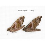 Sphingidae sp. China, Guizhou, Tongren, Mt.Fanjingshan. 2Pcs. Moth-Sphi-212664.
