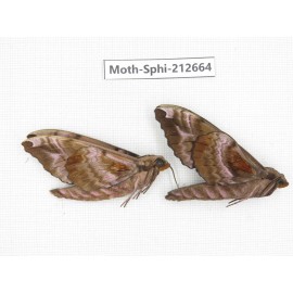 Sphingidae sp. China, Guizhou, Tongren, Mt.Fanjingshan. 2Pcs. Moth-Sphi-212664.