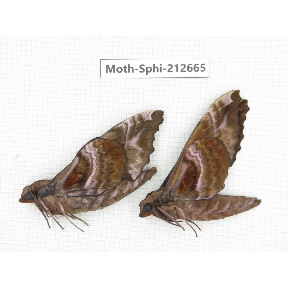 Sphingidae sp. China, Guizhou, Tongren, Mt.Fanjingshan. 2Pcs. Moth-Sphi-212665.