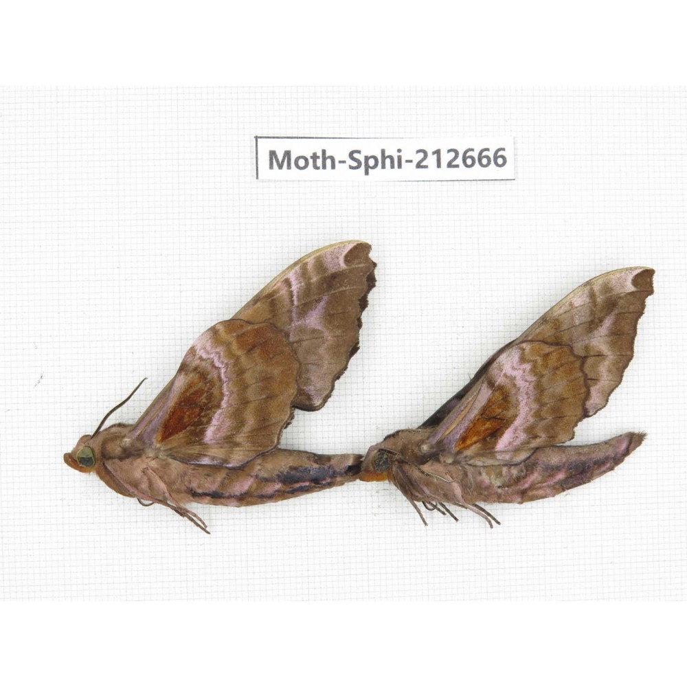 Sphingidae sp. China, Guizhou, Tongren, Mt.Fanjingshan. 2Pcs. Moth-Sphi-212666.