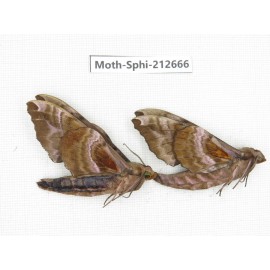 Sphingidae sp. China, Guizhou, Tongren, Mt.Fanjingshan. 2Pcs. Moth-Sphi-212666.