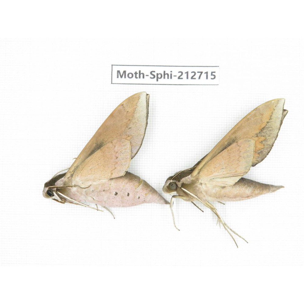 Sphingidae sp. China, Guizhou, Tongren, Mt.Fanjingshan. 2Pcs. Moth-Sphi-212715.