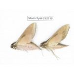 Sphingidae sp. China, Guizhou, Tongren, Mt.Fanjingshan. 2Pcs. Moth-Sphi-212715.