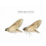 Sphingidae sp. China, Guizhou, Tongren, Mt.Fanjingshan. 2Pcs. Moth-Sphi-212716.