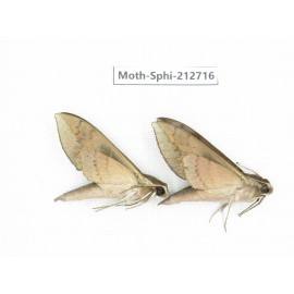 Sphingidae sp. China, Guizhou, Tongren, Mt.Fanjingshan. 2Pcs. Moth-Sphi-212716.