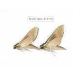 Sphingidae sp. China, Guizhou, Tongren, Mt.Fanjingshan. 2Pcs. Moth-Sphi-212718.