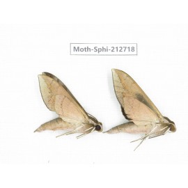 Sphingidae sp. China, Guizhou, Tongren, Mt.Fanjingshan. 2Pcs. Moth-Sphi-212718.