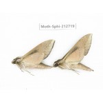 Sphingidae sp. China, Guizhou, Tongren, Mt.Fanjingshan. 2Pcs. Moth-Sphi-212719.