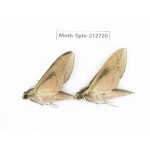 Sphingidae sp. China, Guizhou, Tongren, Mt.Fanjingshan. 2Pcs. Moth-Sphi-212720.