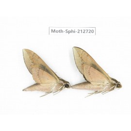 Sphingidae sp. China, Guizhou, Tongren, Mt.Fanjingshan. 2Pcs. Moth-Sphi-212720.