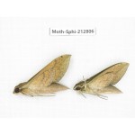Sphingidae sp. China, Guizhou, Tongren, Mt.Fanjingshan. 2Pcs. Moth-Sphi-212806.