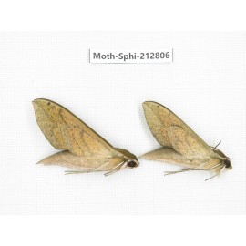 Sphingidae sp. China, Guizhou, Tongren, Mt.Fanjingshan. 2Pcs. Moth-Sphi-212806.