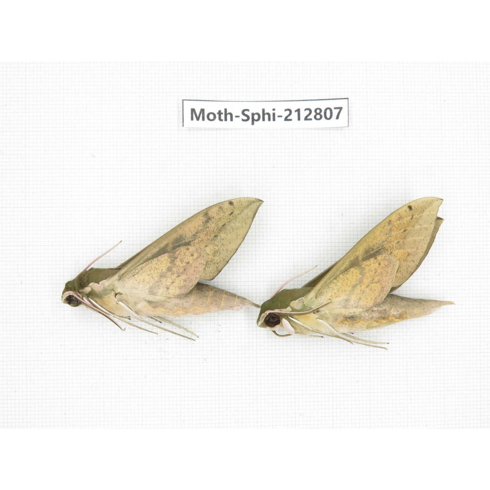 Sphingidae sp. China, Guizhou, Tongren, Mt.Fanjingshan. 2Pcs. Moth-Sphi-212807.