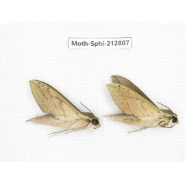 Sphingidae sp. China, Guizhou, Tongren, Mt.Fanjingshan. 2Pcs. Moth-Sphi-212807.