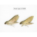 Sphingidae sp. China, Guizhou, Tongren, Mt.Fanjingshan. 2Pcs. Moth-Sphi-212808.