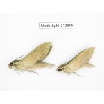 Sphingidae sp. China, Guizhou, Tongren, Mt.Fanjingshan. 2Pcs. Moth-Sphi-212809.