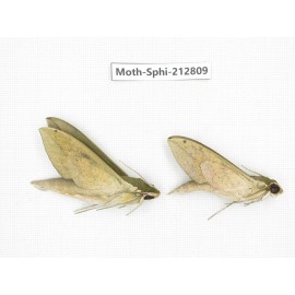 Sphingidae sp. China, Guizhou, Tongren, Mt.Fanjingshan. 2Pcs. Moth-Sphi-212809.