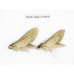 Sphingidae sp. China, Guizhou, Tongren, Mt.Fanjingshan. 2Pcs. Moth-Sphi-212810.