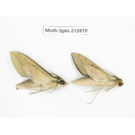 Sphingidae sp. China, Guizhou, Tongren, Mt.Fanjingshan. 2Pcs. Moth-Sphi-212810.