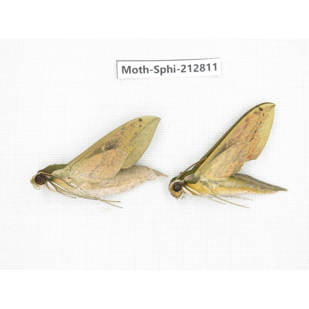 Sphingidae sp. China, Guizhou, Tongren, Mt.Fanjingshan. 2Pcs. Moth-Sphi-212811.