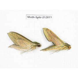 Sphingidae sp. China, Guizhou, Tongren, Mt.Fanjingshan. 2Pcs. Moth-Sphi-212811.