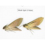 Sphingidae sp. China, Guizhou, Tongren, Mt.Fanjingshan. 2Pcs. Moth-Sphi-213028.