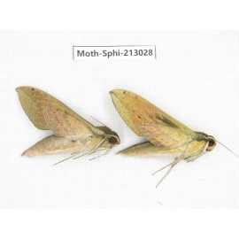 Sphingidae sp. China, Guizhou, Tongren, Mt.Fanjingshan. 2Pcs. Moth-Sphi-213028.