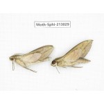Sphingidae sp. China, Guizhou, Tongren, Mt.Fanjingshan. 2Pcs. Moth-Sphi-213029.